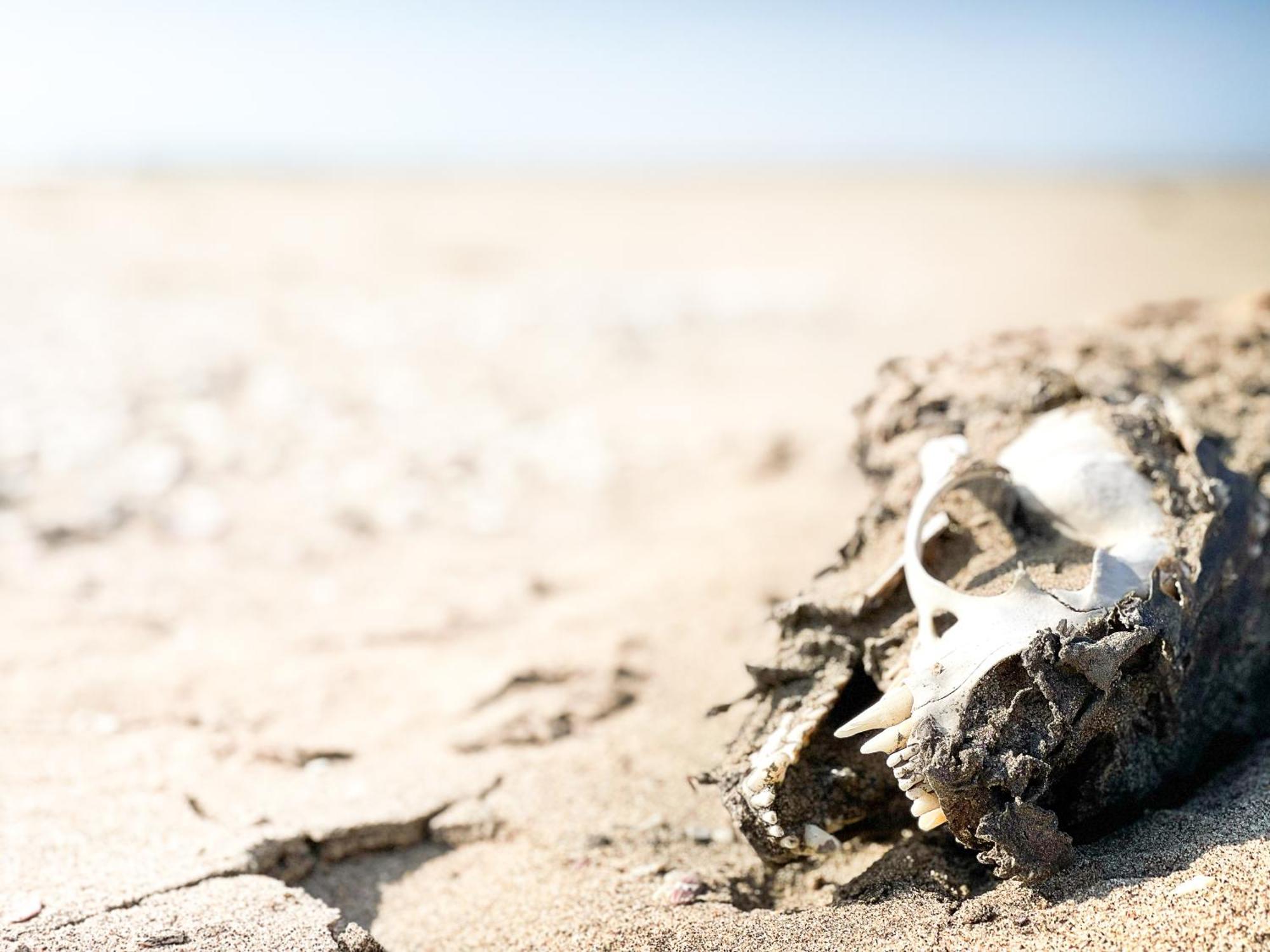 Skeleton Beach Backpackers Swakopmund Esterno foto